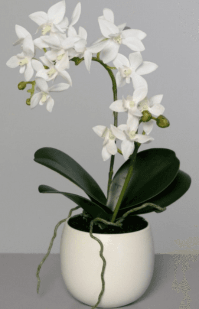 Orchidée Impériale